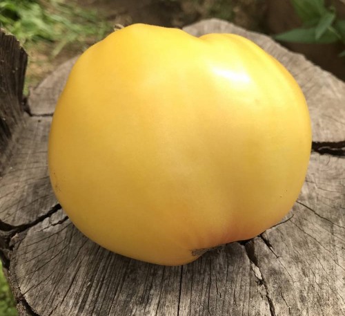 Tomato  White Vishnya